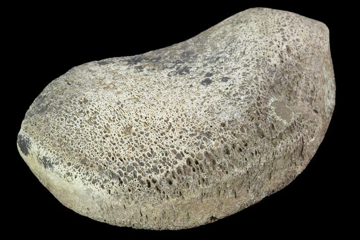 Hadrosaur Foot Bone - Alberta (Disposition #-) #100522